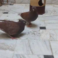 کفتر کمشده