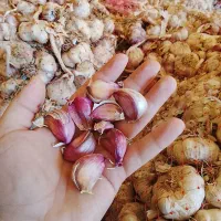 سیر بذری درجه یک