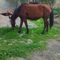 اسب مادیان سه ماهه ابستن