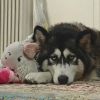 هاسکی سیبرین اصیل چشم یخی