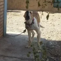 سگ گم شده|حیوانات|تایباد, |دیوار