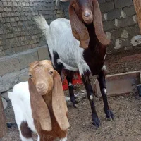 بز ماده دوقلو زا و یک قلو اولین شکم و‌دوتا ابستن|حیوانات مزرعه|اهواز, گلدشت|دیوار