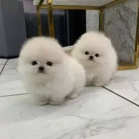 سگ پامر