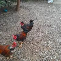 خروس گردن لختی تزئینی حومه لشت نشا|حیوانات مزرعه|رشت, حمیدیان|دیوار