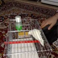 طوطی برزیلی سفید|پرنده|فولادشهر, B1|دیوار