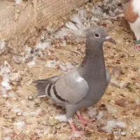 کبوتر جوجه سبز فروشی قیمت 150