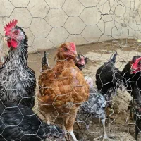 ۴ عدد مرغ محلی و ۱۳ جوجه ۶ ماهه