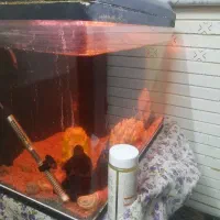 اکواریوم شرکتی دیلسا|ماهی|اصفهان, احمدآباد|دیوار