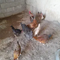 مرغ فروشی خروس