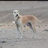 فروشیه