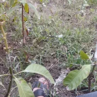 پیوند زدن انبه در محل