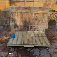 قفس قناری و مرغ عشق