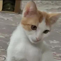 بچه گربه نر|گربه|قم, طلاب غیر ایرانی|دیوار