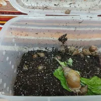 حلزون اچاتینا برای کلاژن سازی