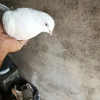 کفترماده سفیدنوک قنار