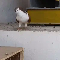 ساده کلاق سرخ نر|پرنده|گنبد کاووس, |دیوار