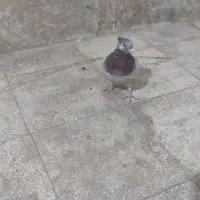 یه ابگل دم سفید|پرنده|سبزوار, باهنر|دیوار