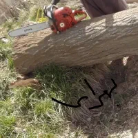 خریدار انواع درخت