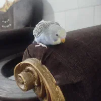 جوجه مرغ عشق