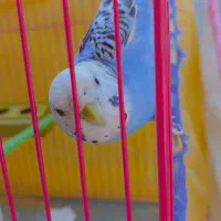 مرغ عشق ماده