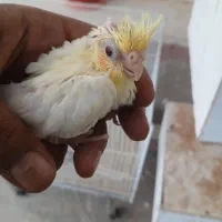 جوجه سرلاکی لوتینو