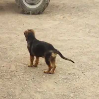 توله ژرمن 3ماهه ماده