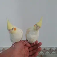 یه جفت عروس هلندی دستی