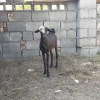 کیسه جوان و سالم