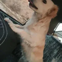 سگ گمشده|حیوانات|گیلان غرب, |دیوار