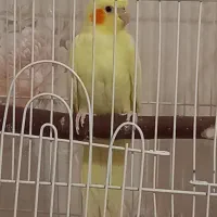 عروس هلندی نر و ماده|پرنده|تهران, شارق|دیوار