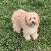 سگ پودل شیتزو فروش فوری