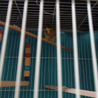 یک عدد عروس هلندی.یک عددمرغ عشق|پرنده|مشهد, خواجه ربیع|دیوار