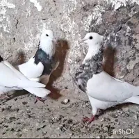 فروش  طوقی|پرنده|اهواز, بهارستان|دیوار