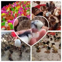 جوجه مرغ گلپایگانی،جوجه اردک محلی ورامینی3روزه