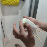 پرنده|پرنده|عنبران, |دیوار