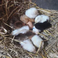 تخم مرغ محلی نطفه دار وخوراکی تازه|حیوانات مزرعه|رشت, نیروی دریایی|دیوار