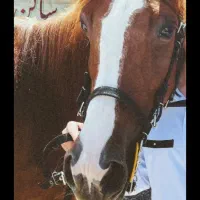 اسب|اسب و تجهیزات اسبسواری|مراغه, |دیوار