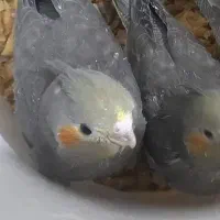 عروس هلندی دوماهه