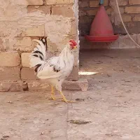 خروس گلین