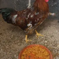 خروس