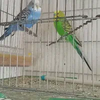 پرندگان|پرنده|تهران, جنتآباد مرکزی|دیوار