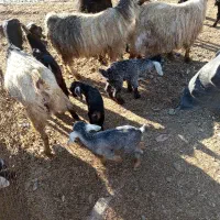 ۴بز.۸ تا بزغاله دارن|حیوانات مزرعه|کنگاور, |دیوار