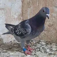 کبوتر پلاکی