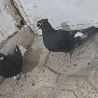 ۲تاجوجه رنگه نرخوشگل  اول بخون|پرنده|مشهد, توس (بلوار توس)|دیوار