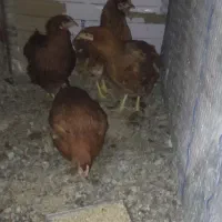 مرغ 6ماهه|حیوانات مزرعه|بیرجند, |دیوار