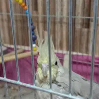 عروس هلندی(نر، ماده)|پرنده|نجف‌آباد, شهدای غربی|دیوار