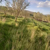 زمین برای باغ