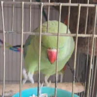 طوطی ملنگو ماده|پرنده|فردیس, فردیس|دیوار