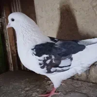 کفتر