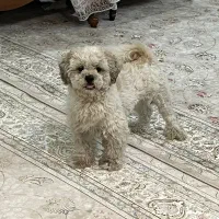 سگ گمشده (نر میباشد)